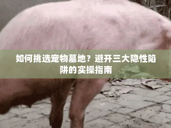 如何挑选宠物墓地？避开三大隐性陷阱的实操指南