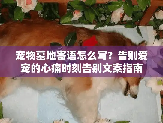 宠物墓地寄语怎么写？告别爱宠的心痛时刻告别文案指南