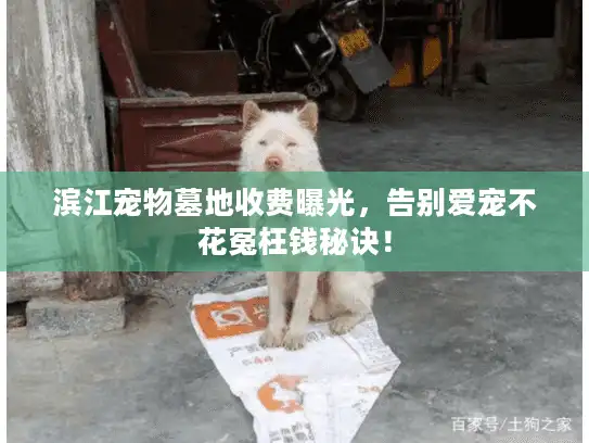 滨江宠物墓地收费曝光，告别爱宠不花冤枉钱秘诀！