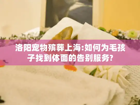 洛阳宠物殡葬上海:如何为毛孩子找到体面的告别服务?