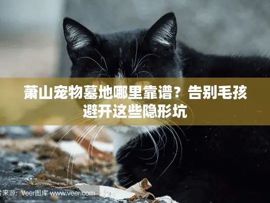萧山宠物墓地哪里靠谱？告别毛孩避开这些隐形坑