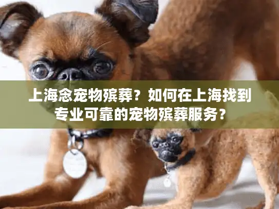 上海念宠物殡葬？如何在上海找到专业可靠的宠物殡葬服务？