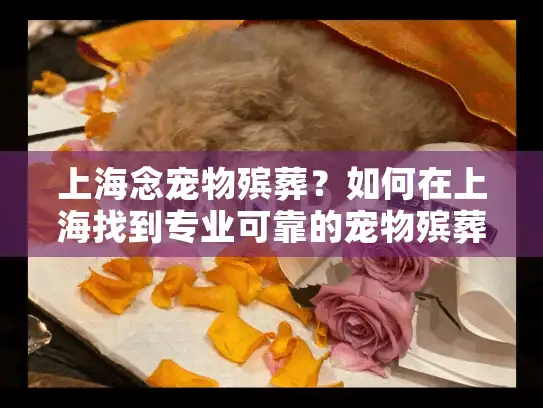 上海念宠物殡葬？如何在上海找到专业可靠的宠物殡葬服务？