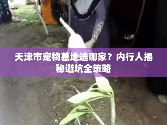 天津市宠物墓地选哪家？内行人揭秘避坑全策略