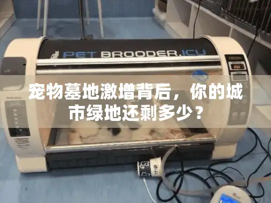 宠物墓地激增背后，你的城市绿地还剩多少？