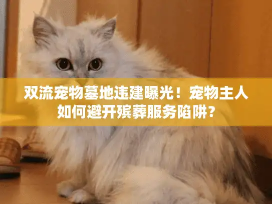 双流宠物墓地违建曝光！宠物主人如何避开殡葬服务陷阱？