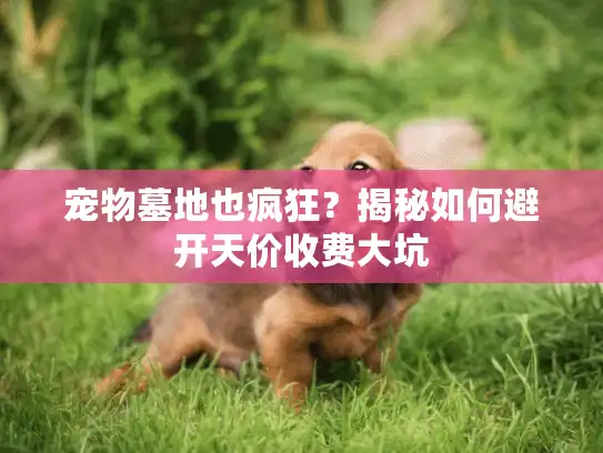 宠物墓地也疯狂？揭秘如何避开天价收费大坑