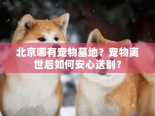 北京哪有宠物墓地？宠物离世后如何安心送别？