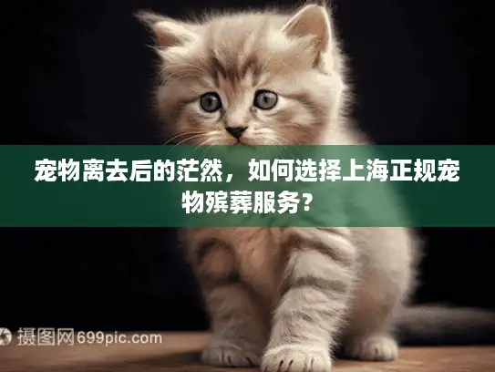 宠物离去后的茫然，如何选择上海正规宠物殡葬服务？
