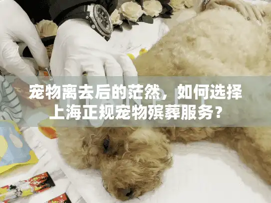 宠物离去后的茫然，如何选择上海正规宠物殡葬服务？