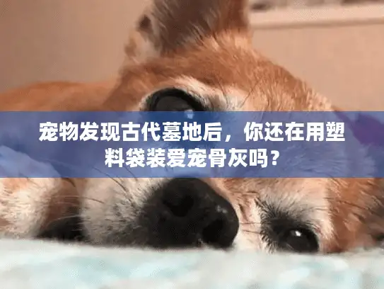宠物发现古代墓地后，你还在用塑料袋装爱宠骨灰吗？
