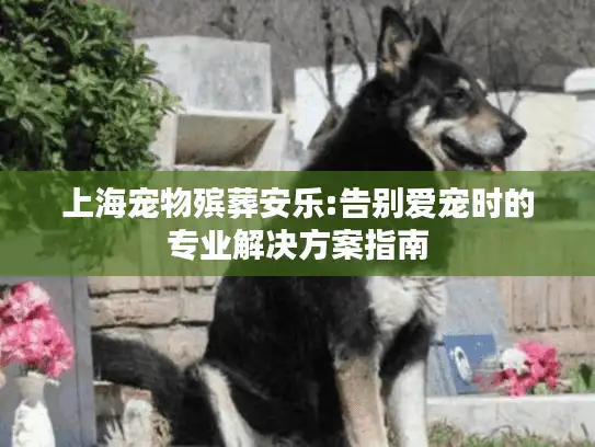 上海宠物殡葬安乐:告别爱宠时的专业解决方案指南