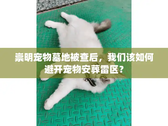 崇明宠物墓地被查后，我们该如何避开宠物安葬雷区？
