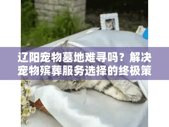 辽阳宠物墓地难寻吗？解决宠物殡葬服务选择的终极策略
