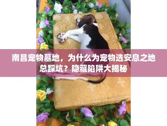 南昌宠物墓地，为什么为宠物选安息之地总踩坑？隐藏陷阱大揭秘