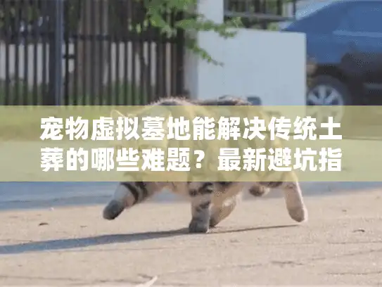 宠物虚拟墓地能解决传统土葬的哪些难题？最新避坑指南