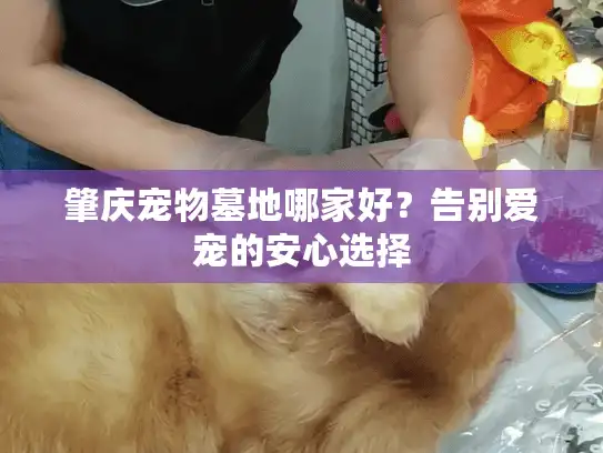 肇庆宠物墓地哪家好？告别爱宠的安心选择