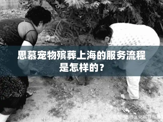 思慕宠物殡葬上海的服务流程是怎样的？