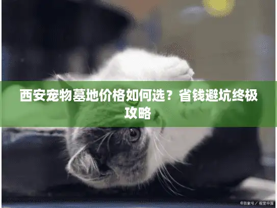 西安宠物墓地价格如何选？省钱避坑终极攻略