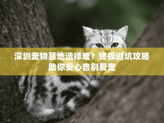 深圳宠物墓地选择难？终极避坑攻略助你安心告别爱宠