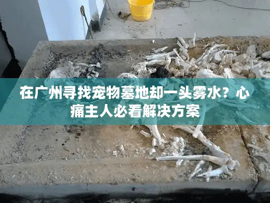 在广州寻找宠物墓地却一头雾水？心痛主人必看解决方案