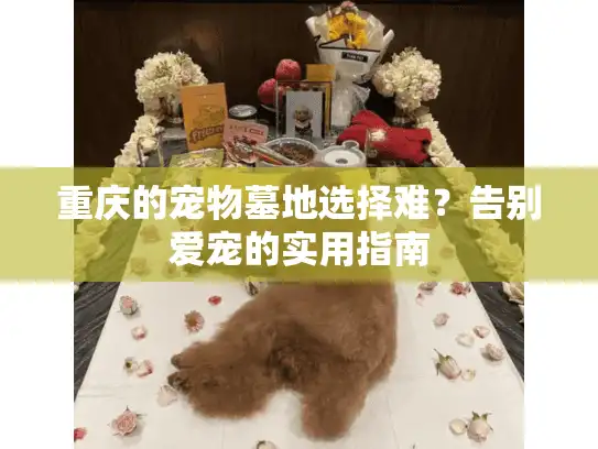 重庆的宠物墓地选择难？告别爱宠的实用指南