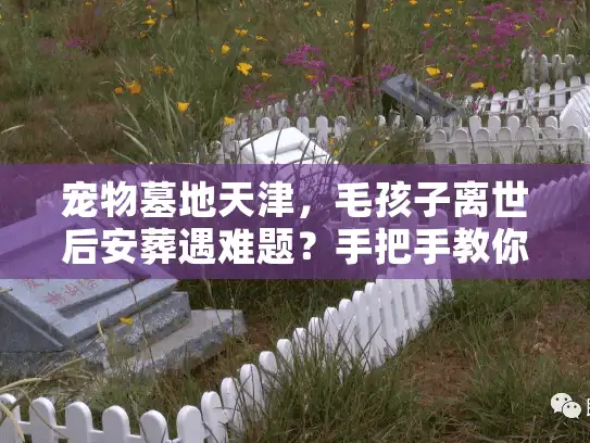 宠物墓地天津，毛孩子离世后安葬遇难题？手把手教你避开隐形坑