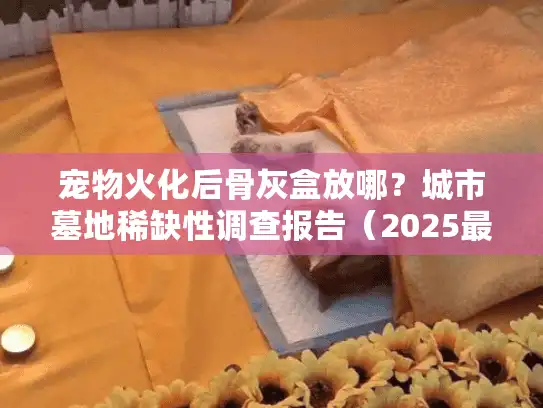 宠物火化后骨灰盒放哪？城市墓地稀缺性调查报告（2025最新）
