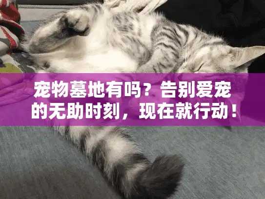 宠物墓地有吗？告别爱宠的无助时刻，现在就行动！