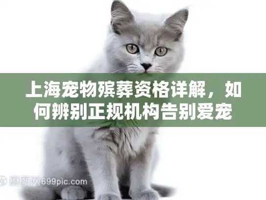 上海宠物殡葬资格详解，如何辨别正规机构告别爱宠？