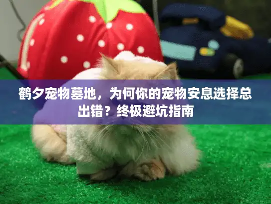 鹤夕宠物墓地，为何你的宠物安息选择总出错？终极避坑指南