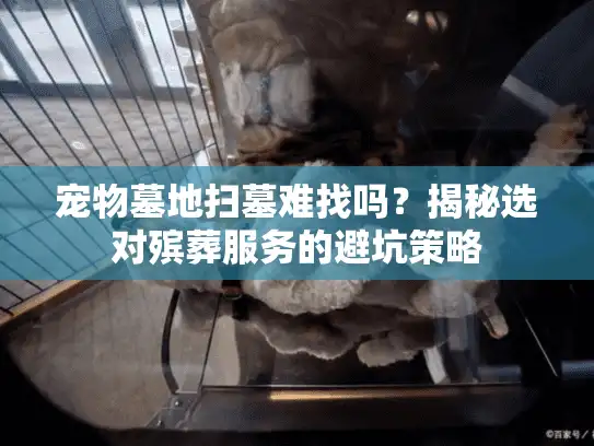 宠物墓地扫墓难找吗？揭秘选对殡葬服务的避坑策略