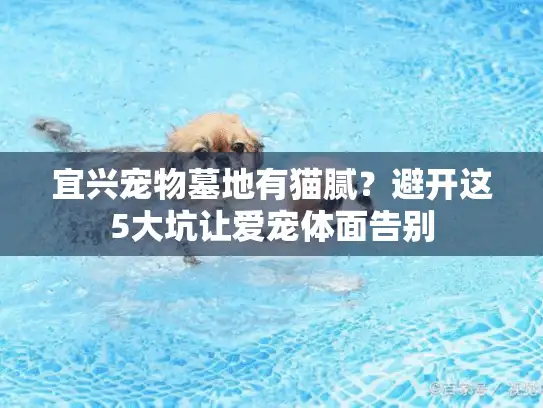 宜兴宠物墓地有猫腻？避开这5大坑让爱宠体面告别