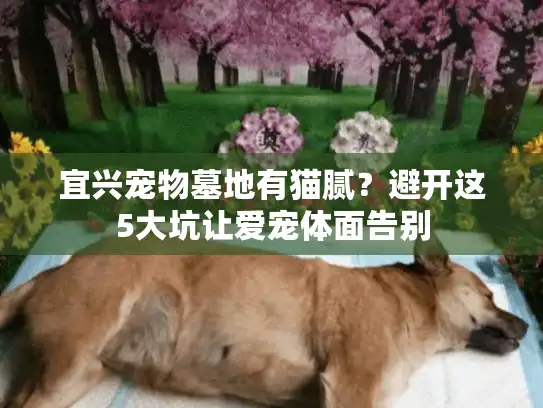 宜兴宠物墓地有猫腻？避开这5大坑让爱宠体面告别