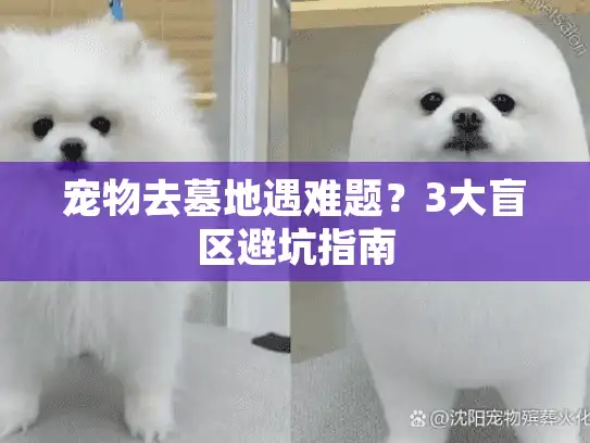 宠物去墓地遇难题？3大盲区避坑指南