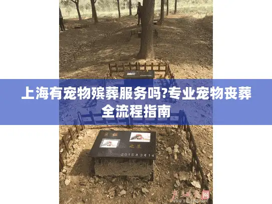 上海有宠物殡葬服务吗?专业宠物丧葬全流程指南