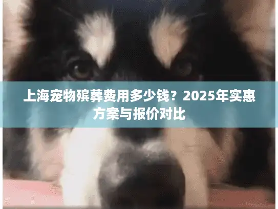 上海宠物殡葬费用多少钱？2025年实惠方案与报价对比