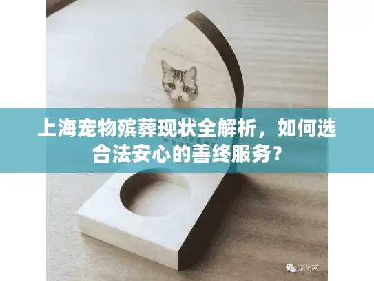 上海宠物殡葬现状全解析，如何选合法安心的善终服务？