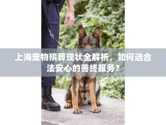 上海宠物殡葬现状全解析，如何选合法安心的善终服务？