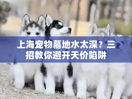 上海宠物墓地水太深？三招教你避开天价陷阱