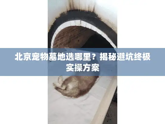 北京宠物墓地选哪里？揭秘避坑终极实操方案