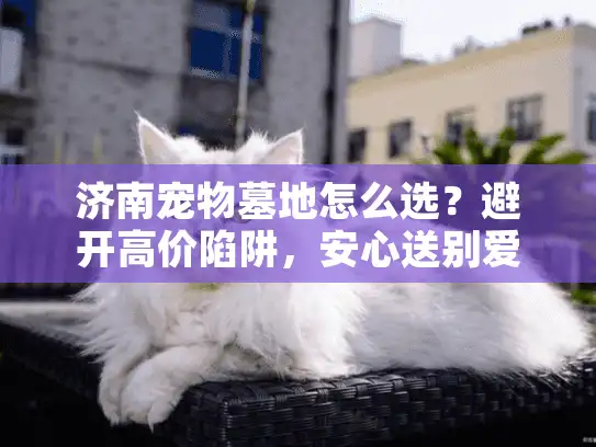 济南宠物墓地怎么选？避开高价陷阱，安心送别爱宠！