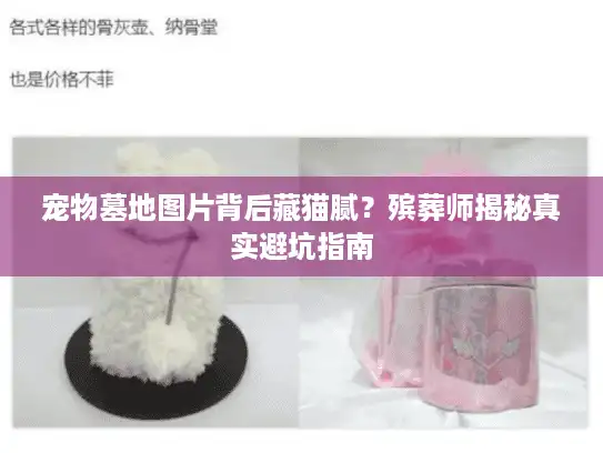 宠物墓地图片背后藏猫腻？殡葬师揭秘真实避坑指南