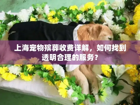 上海宠物殡葬收费详解，如何找到透明合理的服务？