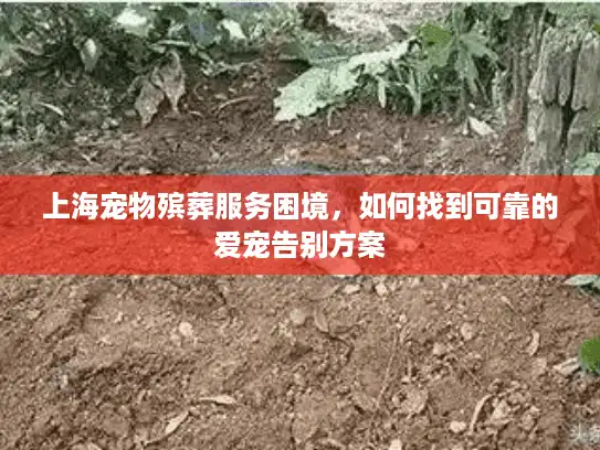 上海宠物殡葬服务困境，如何找到可靠的爱宠告别方案