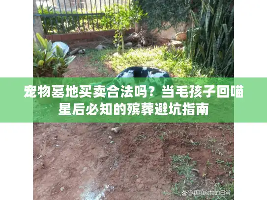 宠物墓地买卖合法吗？当毛孩子回喵星后必知的殡葬避坑指南
