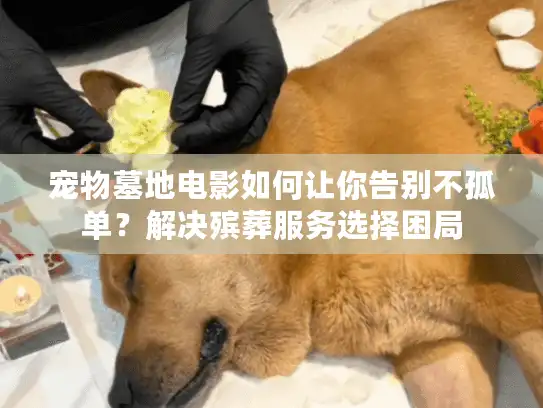 宠物墓地电影如何让你告别不孤单？解决殡葬服务选择困局