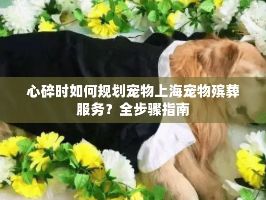 心碎时如何规划宠物上海宠物殡葬服务？全步骤指南