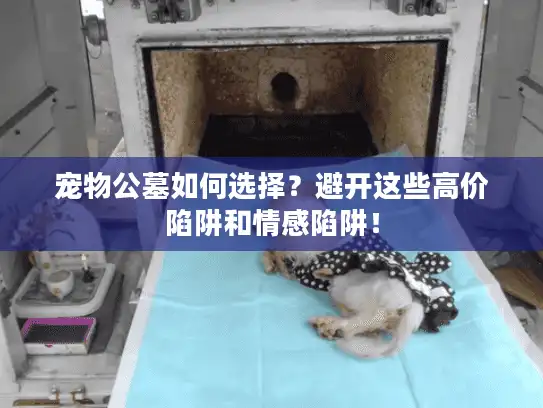 宠物公墓如何选择？避开这些高价陷阱和情感陷阱！