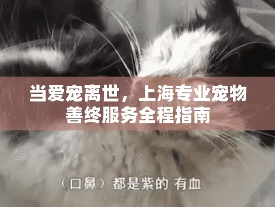 当爱宠离世，上海专业宠物善终服务全程指南